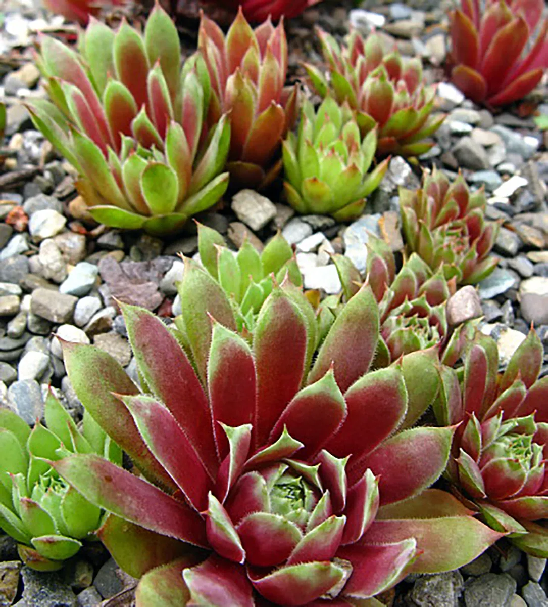 Hens & Chicks:  'Ruby Heart' - 4" (JF)