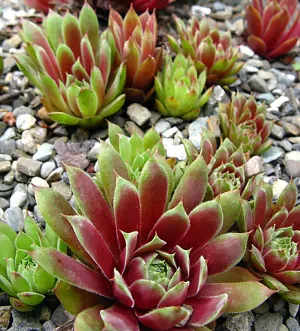 Hens & Chicks:  'Ruby Heart' - 4" (JF)