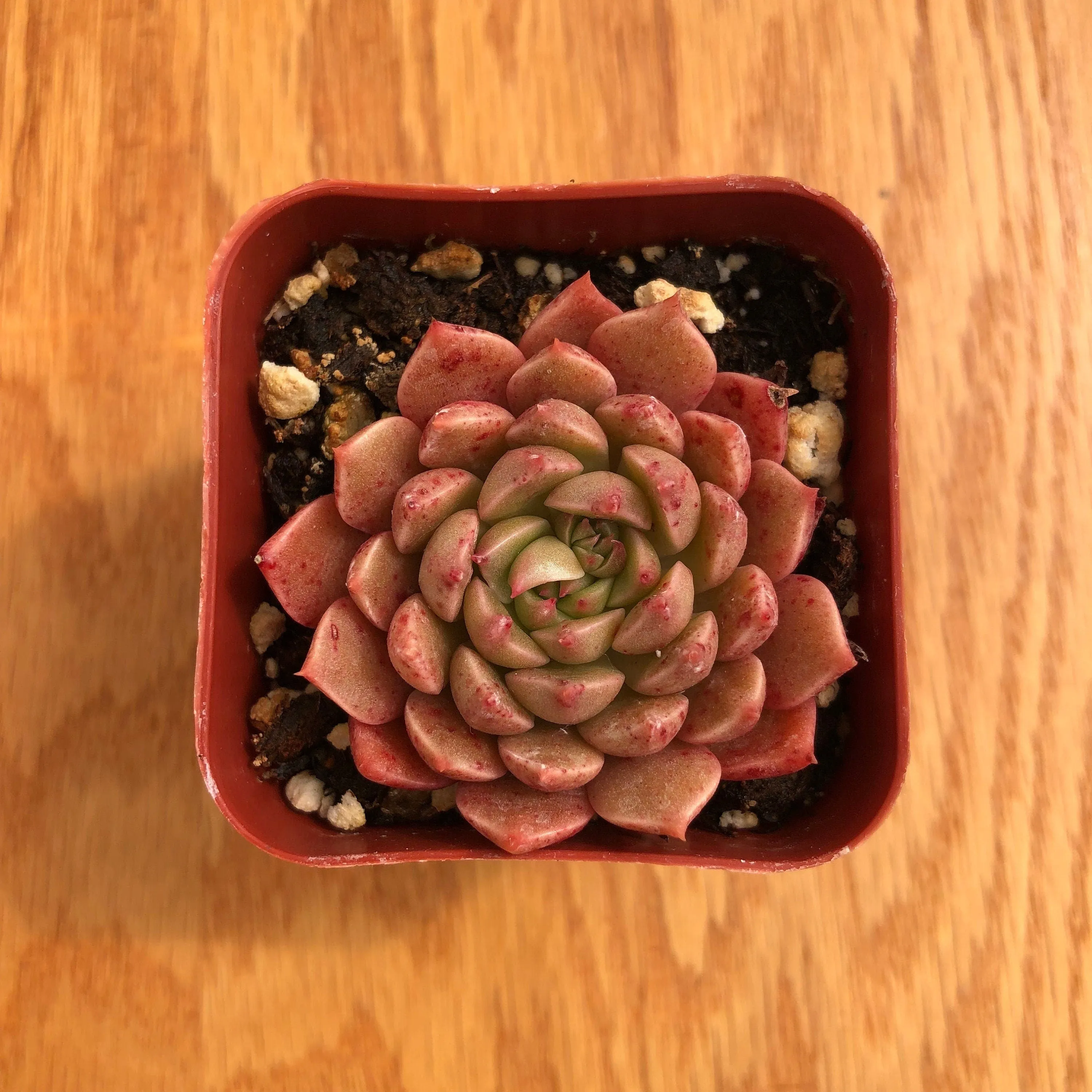 Sedeveria Pink Ruby | Live Succulent