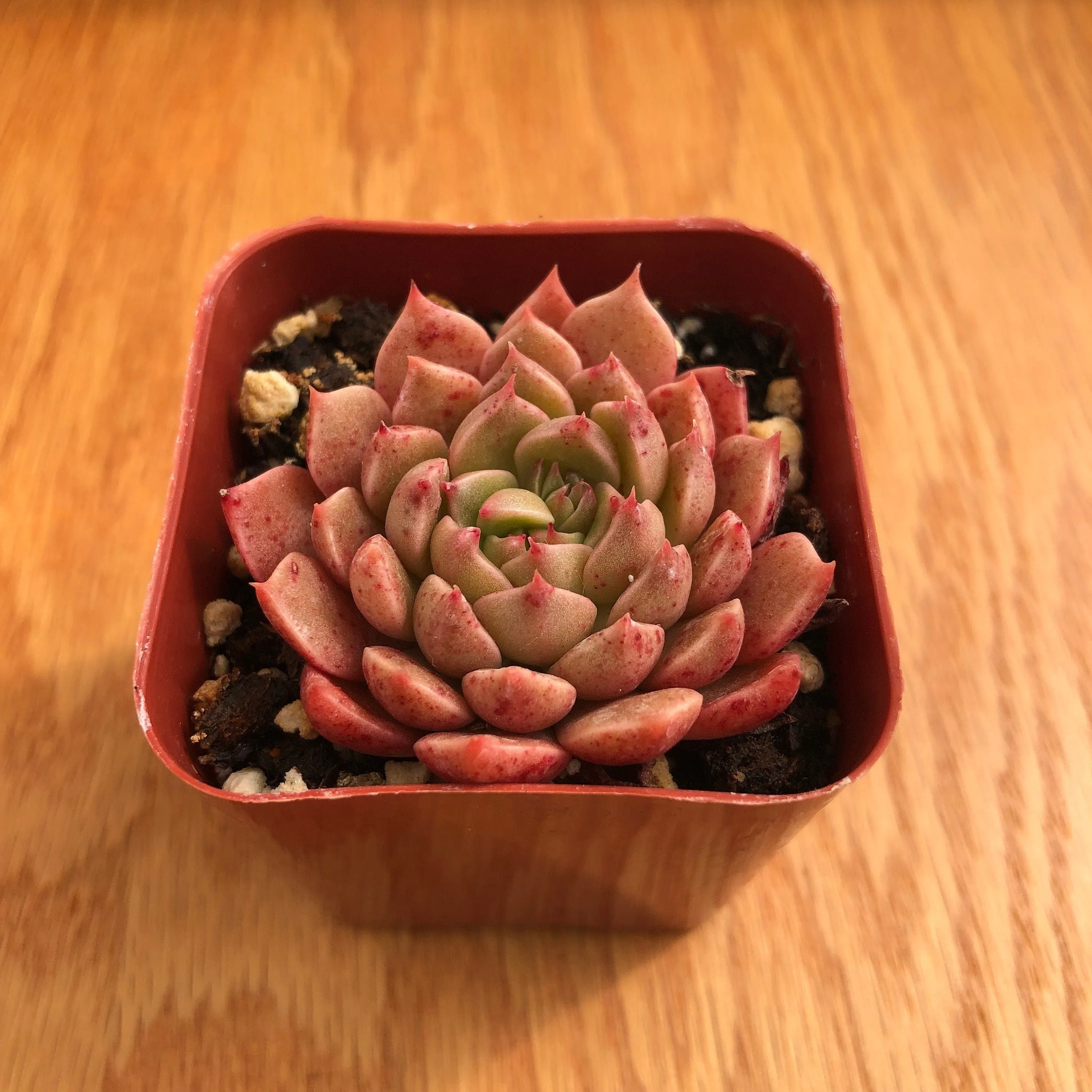 Sedeveria Pink Ruby | Live Succulent
