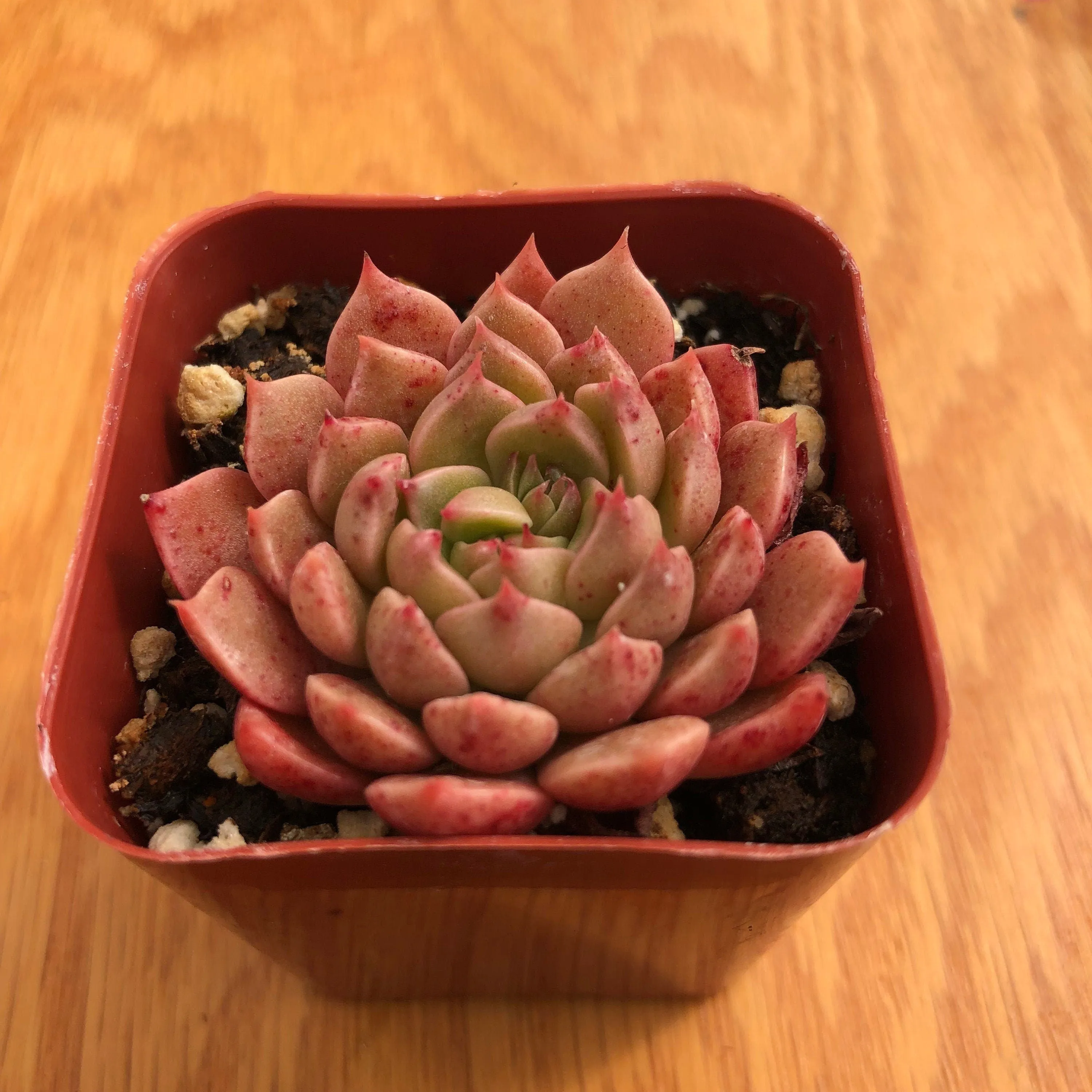 Sedeveria Pink Ruby | Live Succulent